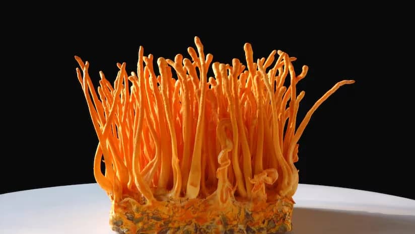 Maczużnik (Cordyceps sinensis, C. militaris)