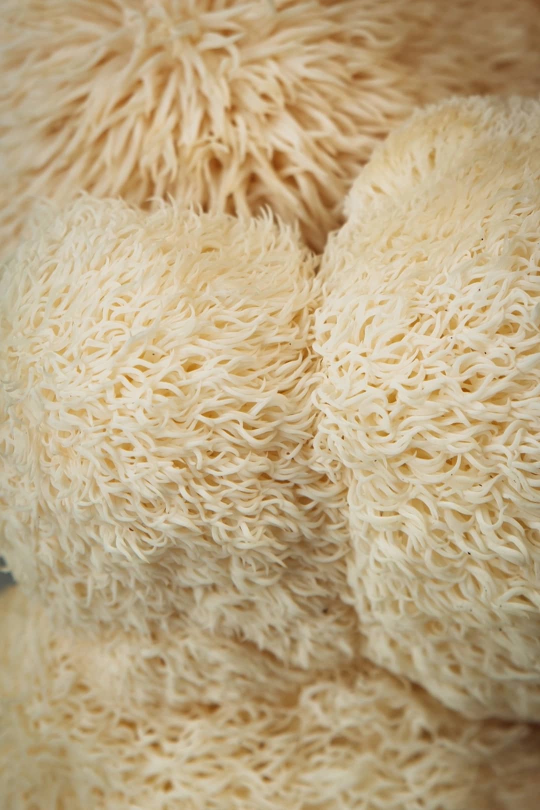 Soplówka jeżowata (Hericium erinaceus)