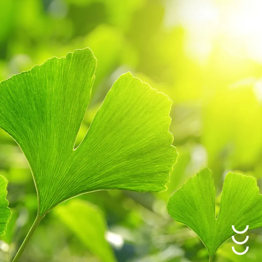 Liście miłorzębu japońskiego – źródło ekstraktu w Formeds BICAPS Biloba+.