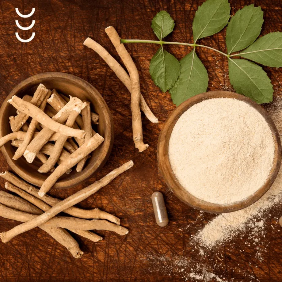 Korzeń ashwagandy jako surowiec do produkcji kapsułek ashwagandhy KSM 66 prze bioherbs