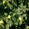 Roślina buzdyganku ziemnego wykorzystywana do produkcji suplementu diety firmy bioherbs