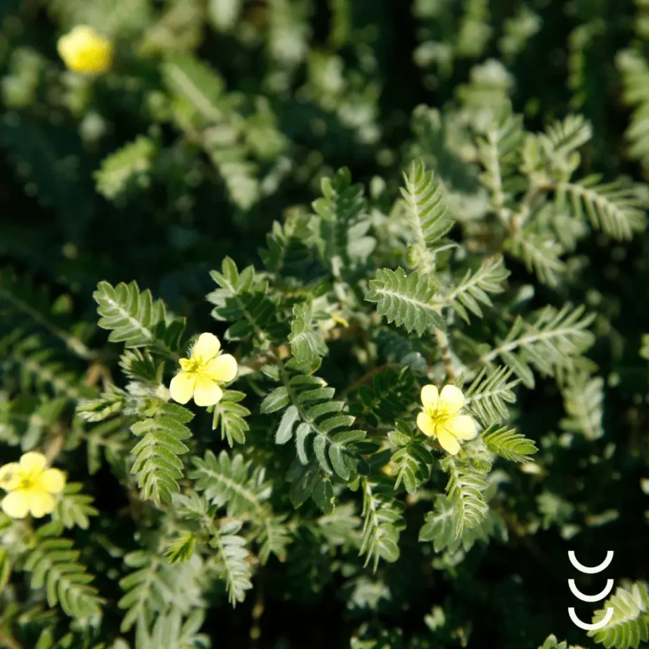 Roślina buzdyganku ziemnego wykorzystywana do produkcji suplementu diety firmy bioherbs