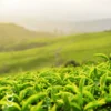 Plantacja zielonej herbaty składnika suplementu diety EGCG z cynkiem bioherbs
