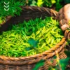 Świeżo zerwane liście zielonej herbaty, głownego składnika suplementu EGCG z cynkiem