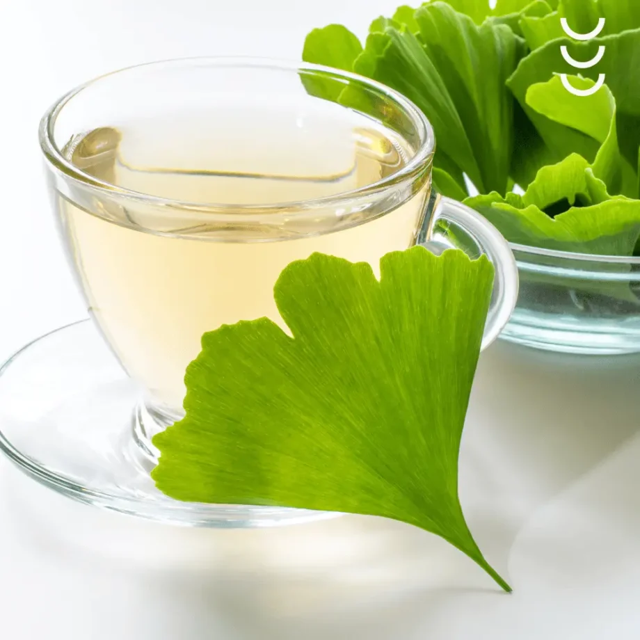 Napar w szklance z liści gingko biloba bio herbs