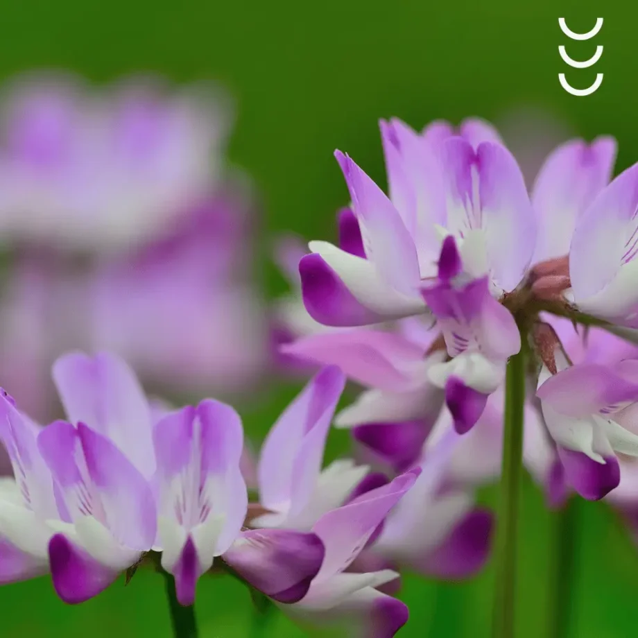 Roślina astragalusa jako głownego składnika suplementu diety bio herbs