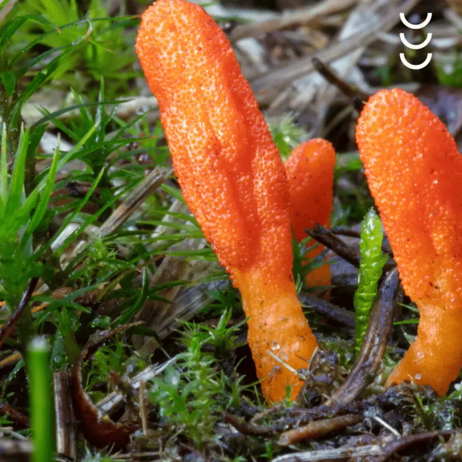 Roślina cordyceps jako główny składnik suplementu od osavi.