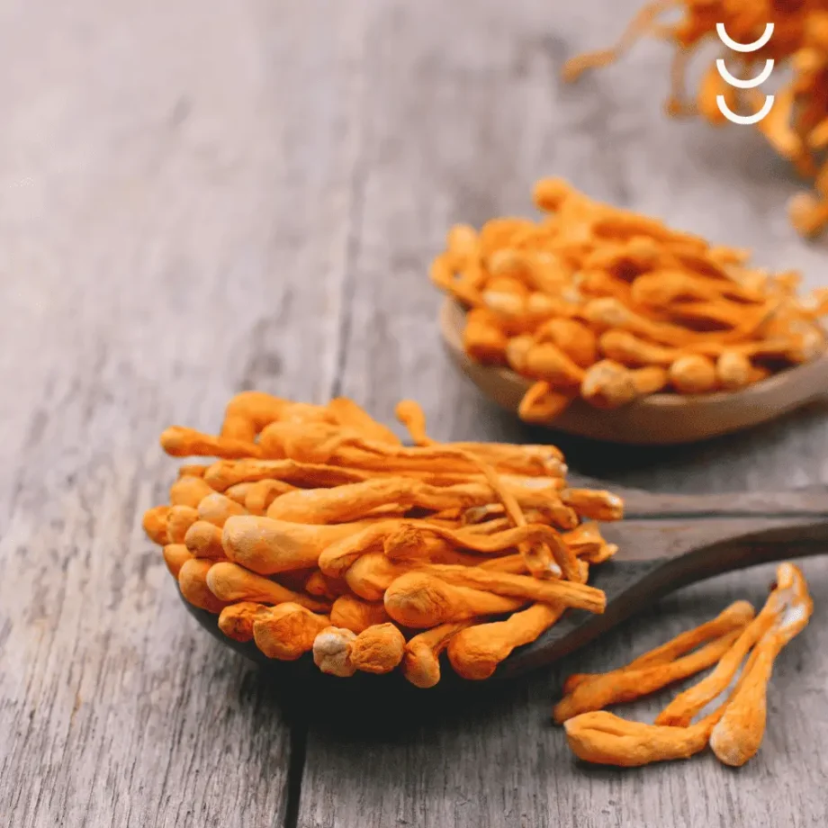 Korzeń cordyceps jako główny składnik suplementu diety osavi
