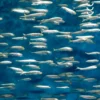Ławica anchois jako głowny surowiec do wytwarzania suplementu diety daily omega + d3 osavi
