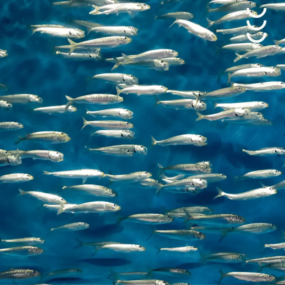 Ławica anchois jako głowny surowiec do wytwarzania suplementu diety daily omega + d3 osavi
