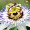 Kwiat passiflory jako składnika suplementu diety passiflora osavi