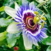 Kwiat passiflory