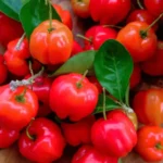 acerola, owoce świeżo zerwane