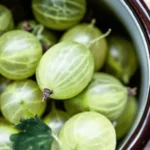 Agrest świeżo zerwany w blaszanym garnuszku