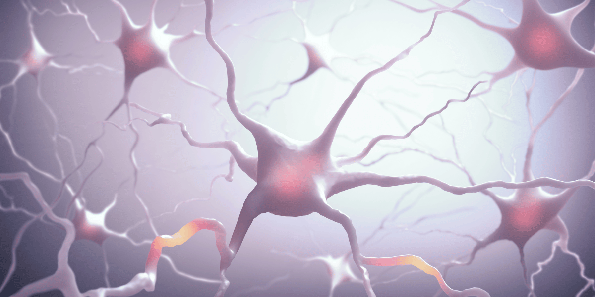 Fosfatydyloseryna suplement na pamięć i kortyzol