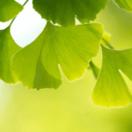 Miłorząb Japoński Ginkgo Biloba liście na pamięć