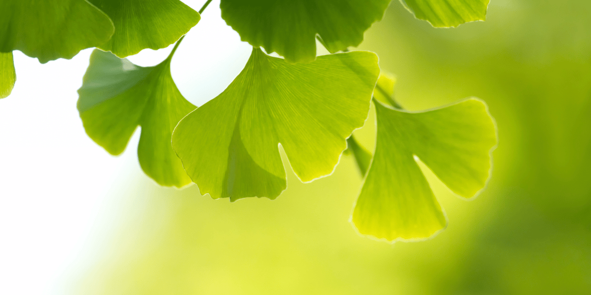 Miłorząb Japoński Ginkgo Biloba liście na pamięć